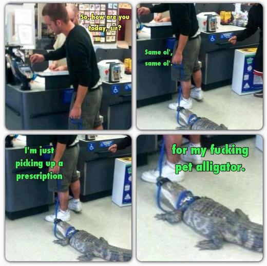 pet alligator