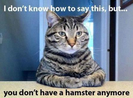 This cat is evil