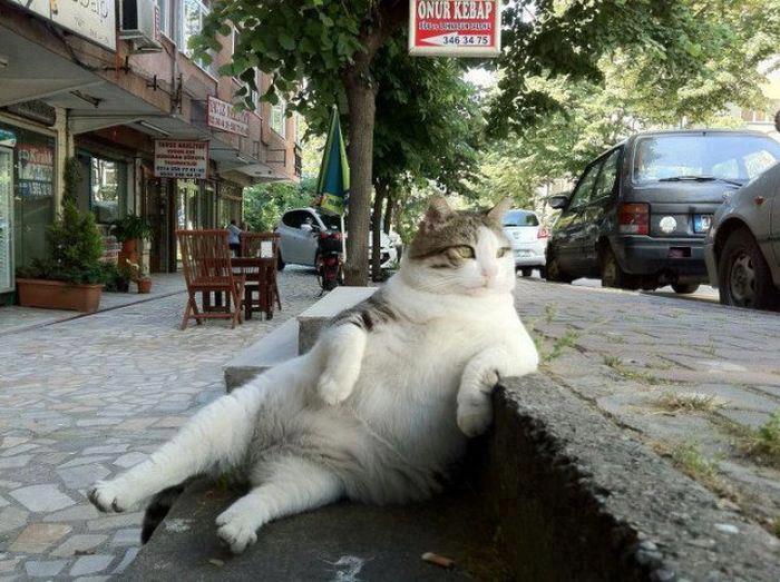 Cat chilling out