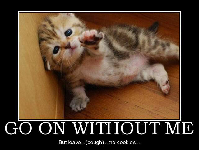 Cute kitten poster
