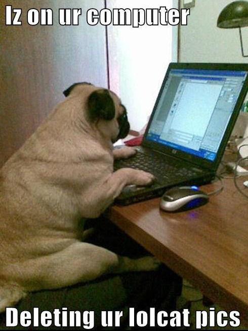 Dog on laptop