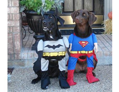 Dogs in Superman and Batman costumes