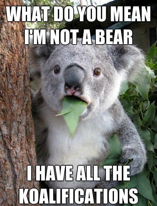 What do you mean im not a bear