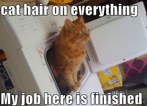 Ginger cat hair