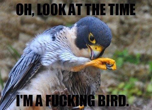 This is definitely a big bird