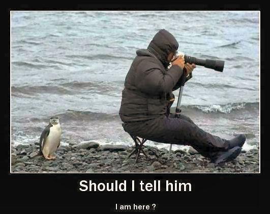 Penguin behind photographer