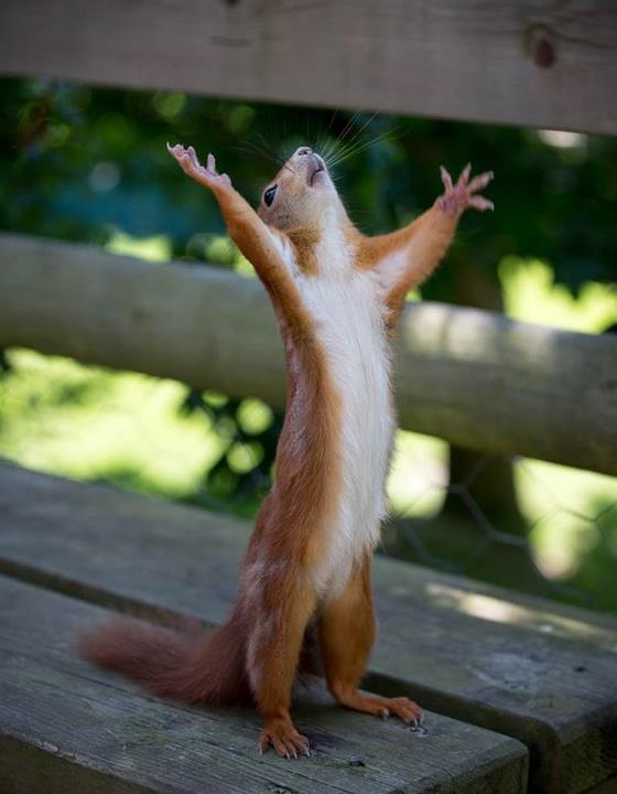 happy squirrel