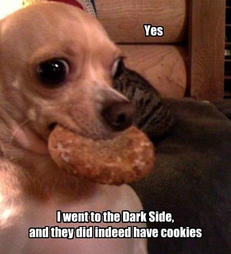 Dog discovers they have cookies