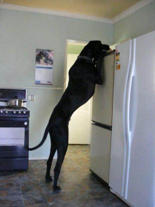 Worlds biggest dog