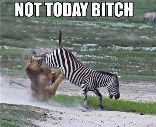 Zebra kick